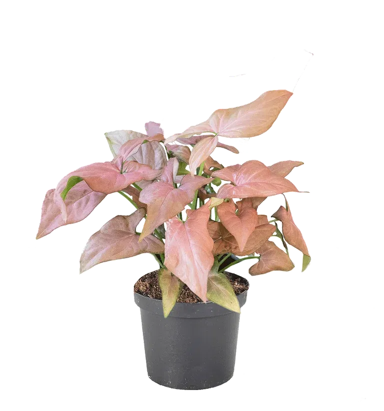 Syngonium 'Strawberry Ice'