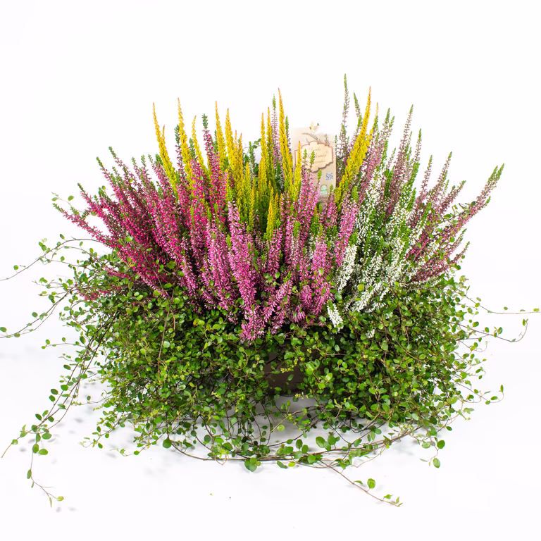 Romantic G. Heather bowl 30 cm