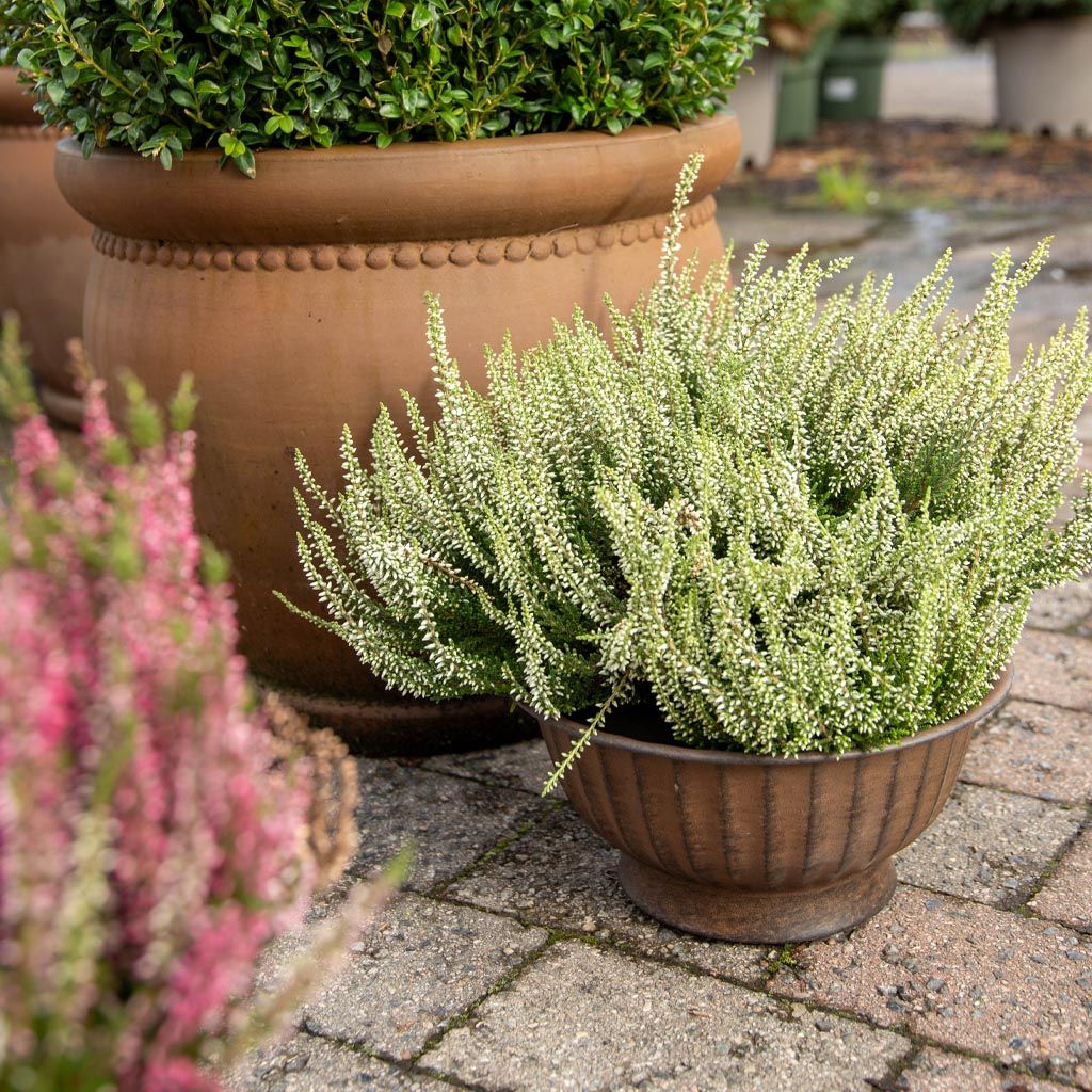Image of Höstblommor