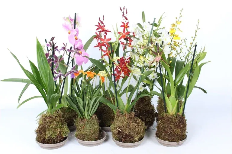 Orchid mix Forest 14 cm