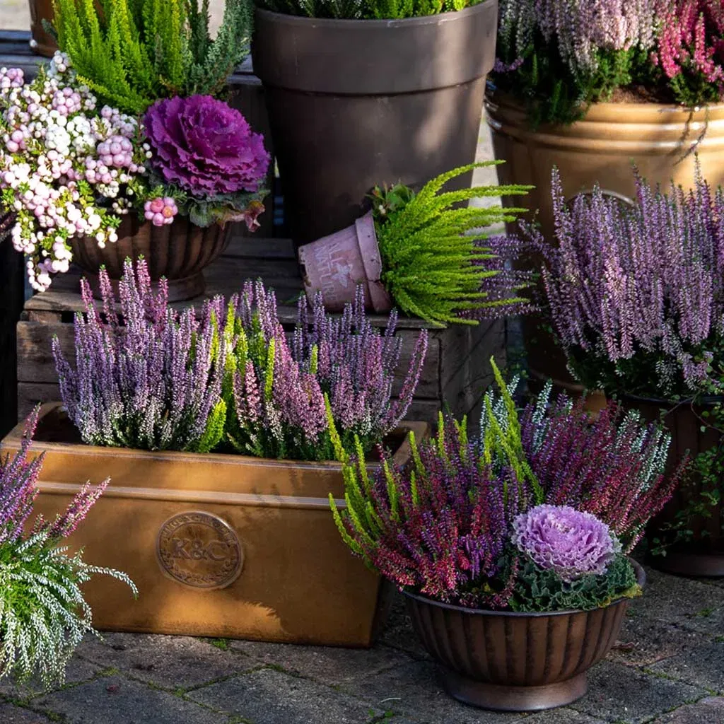 30% off all Mediterranean plants
