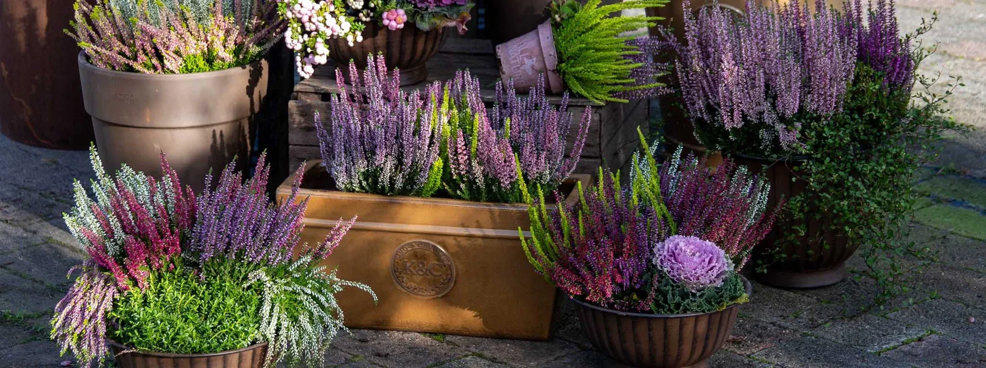 This is an image illustration of 30% off all Mediterranean plants