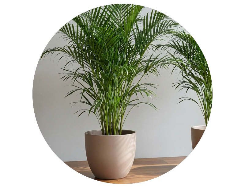 Image of Fast lågt pris