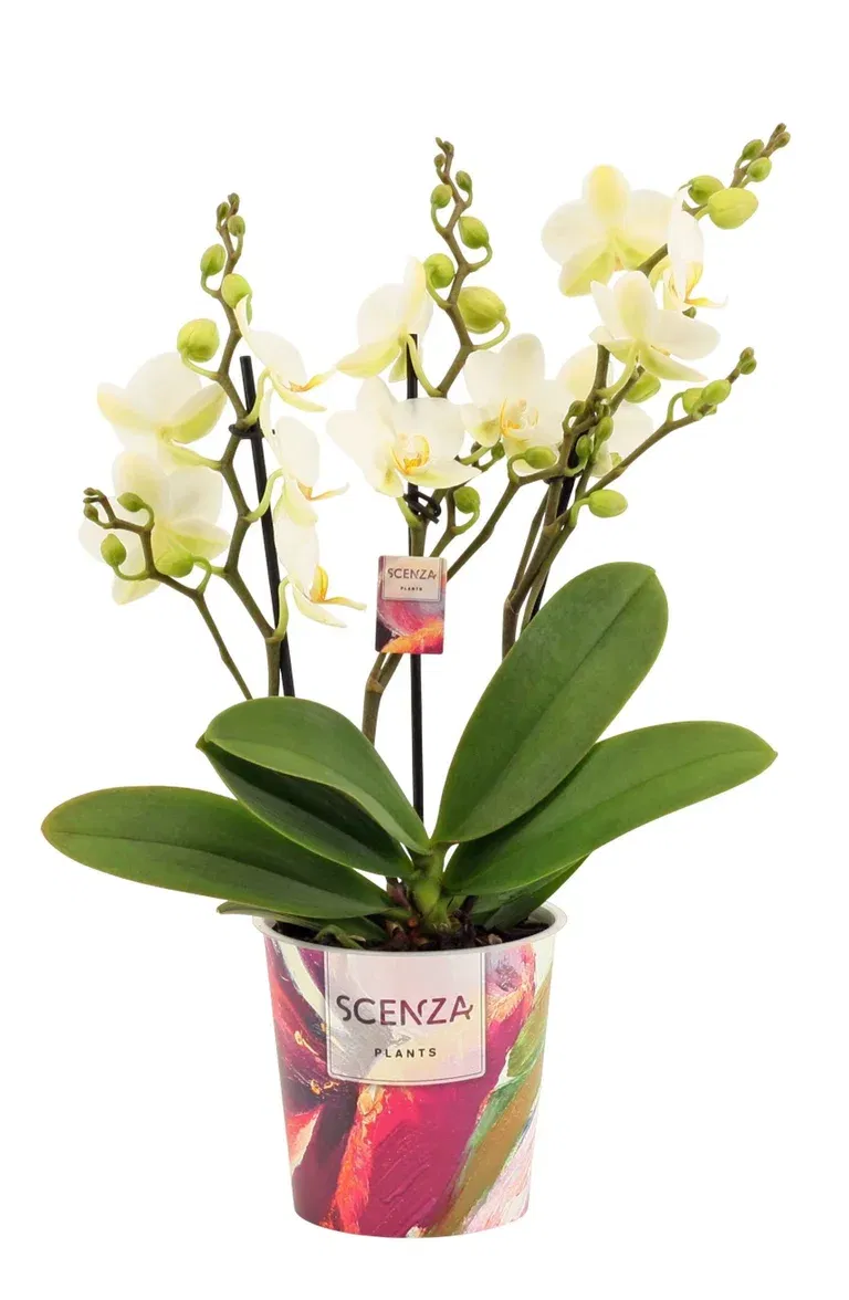 Phalaenopsis 'Lausanne'