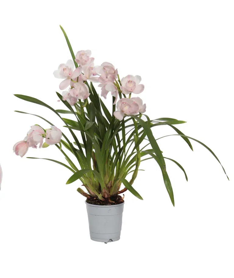 Cymbidium 'Pink Bell'