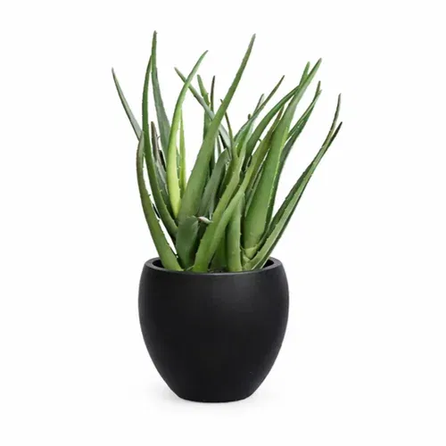 Alovera växt i kruka konstgjord