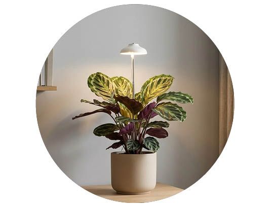 Image of Växtbelysning 50%