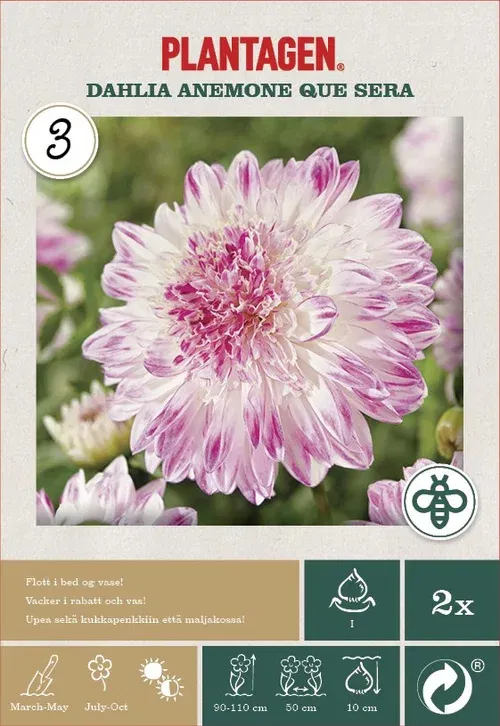 Dahlia Anemone Que Sera
