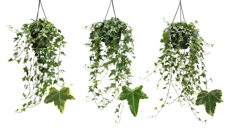 Murgröna Variegata i ampel