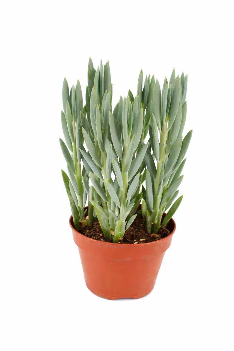 Puderfetstånds 'Mount Everest'