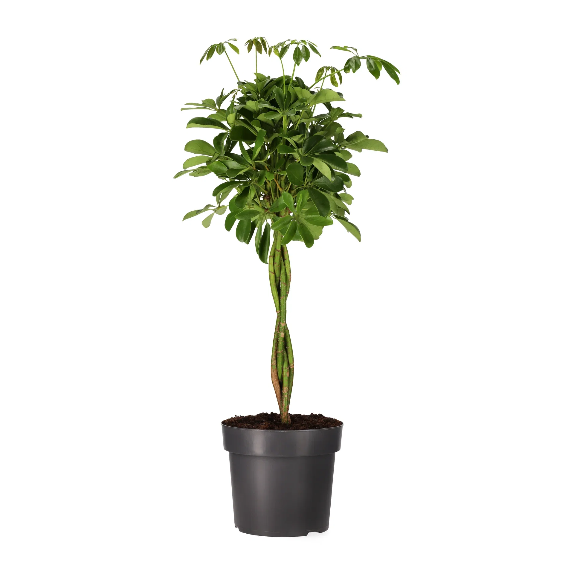 Paraplyaralia 'Nora'