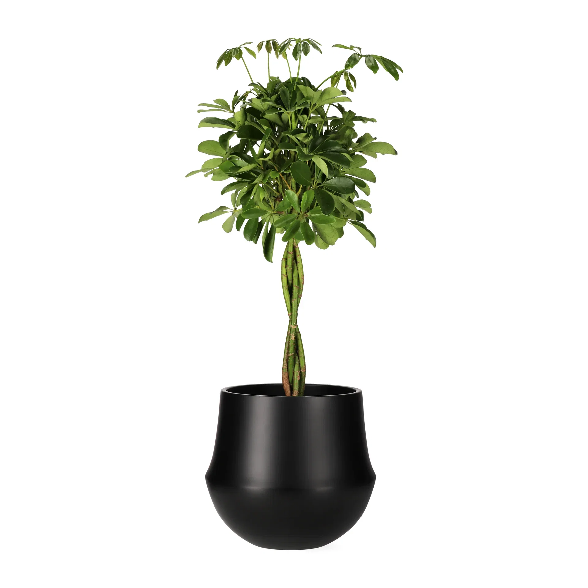 Paraplyaralia 'Nora'