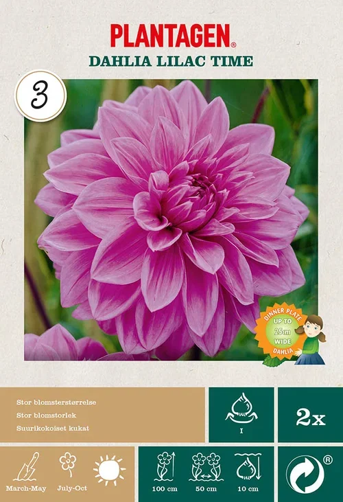 Dahlia Decorative Lilac Time