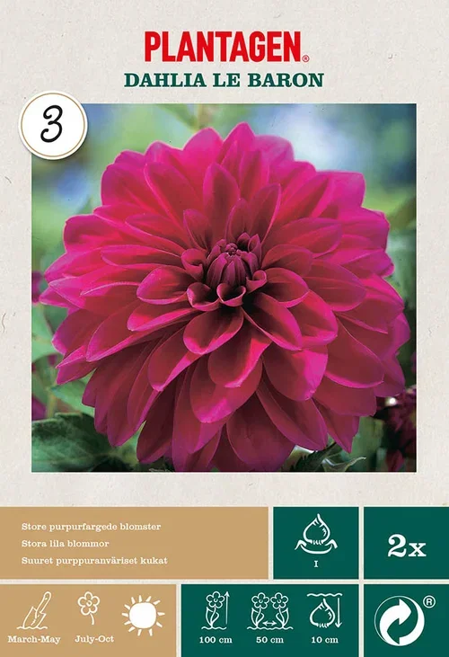 Dekorativdahlia 'Le Baron'