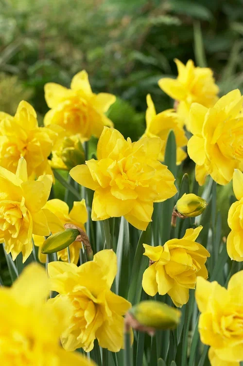 Påsklilja 'Golden Ducat'