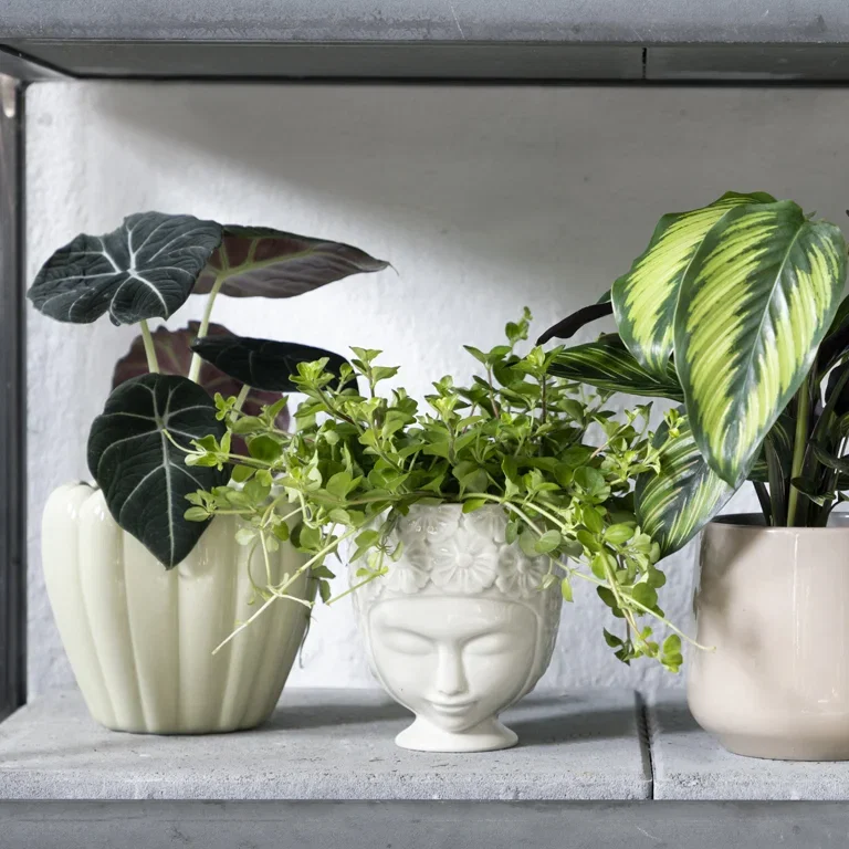 Kruka Jasmin