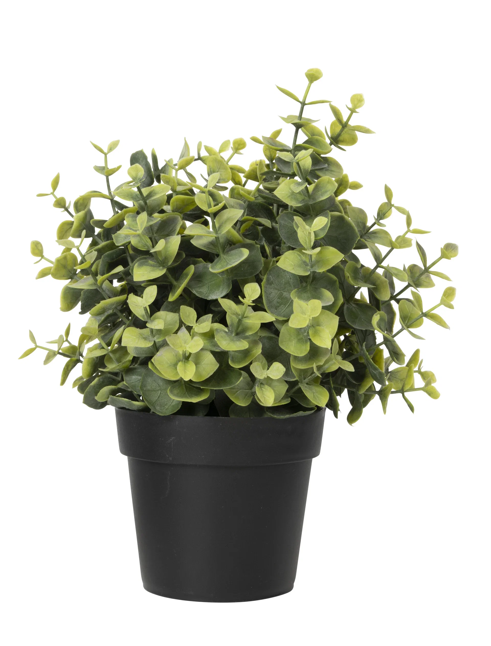 Eukalyptus i kruka konstgjord