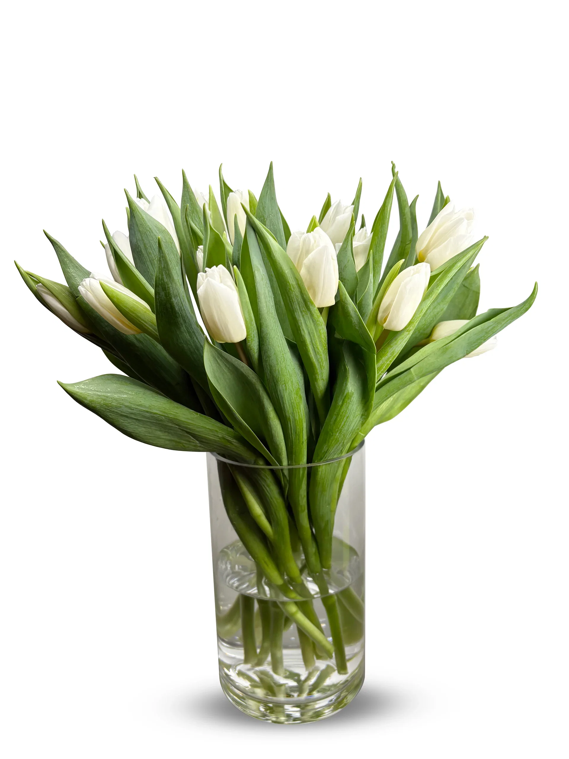 Tulips 15 pack White NO
