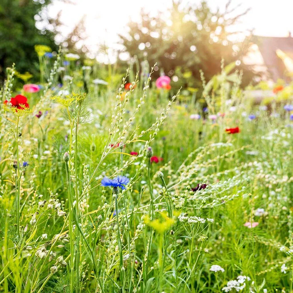 Skapa midsommaridyllen med blommor