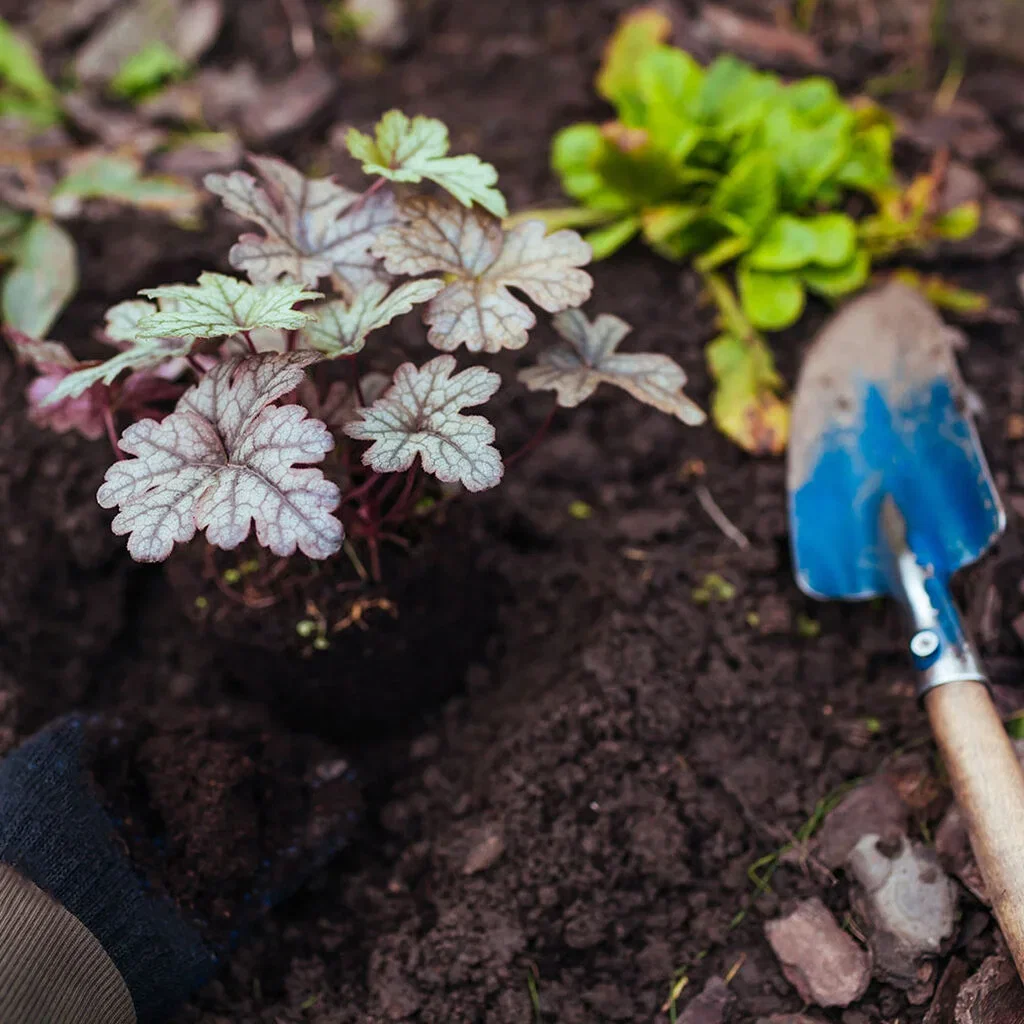 Alunrot – plantering och skötsel 