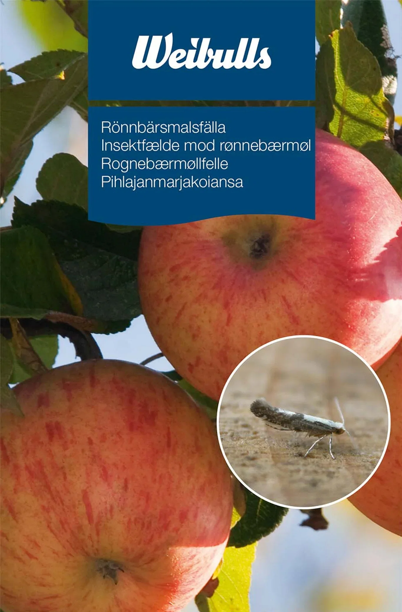 Feromonfälla Rönnbärsmal