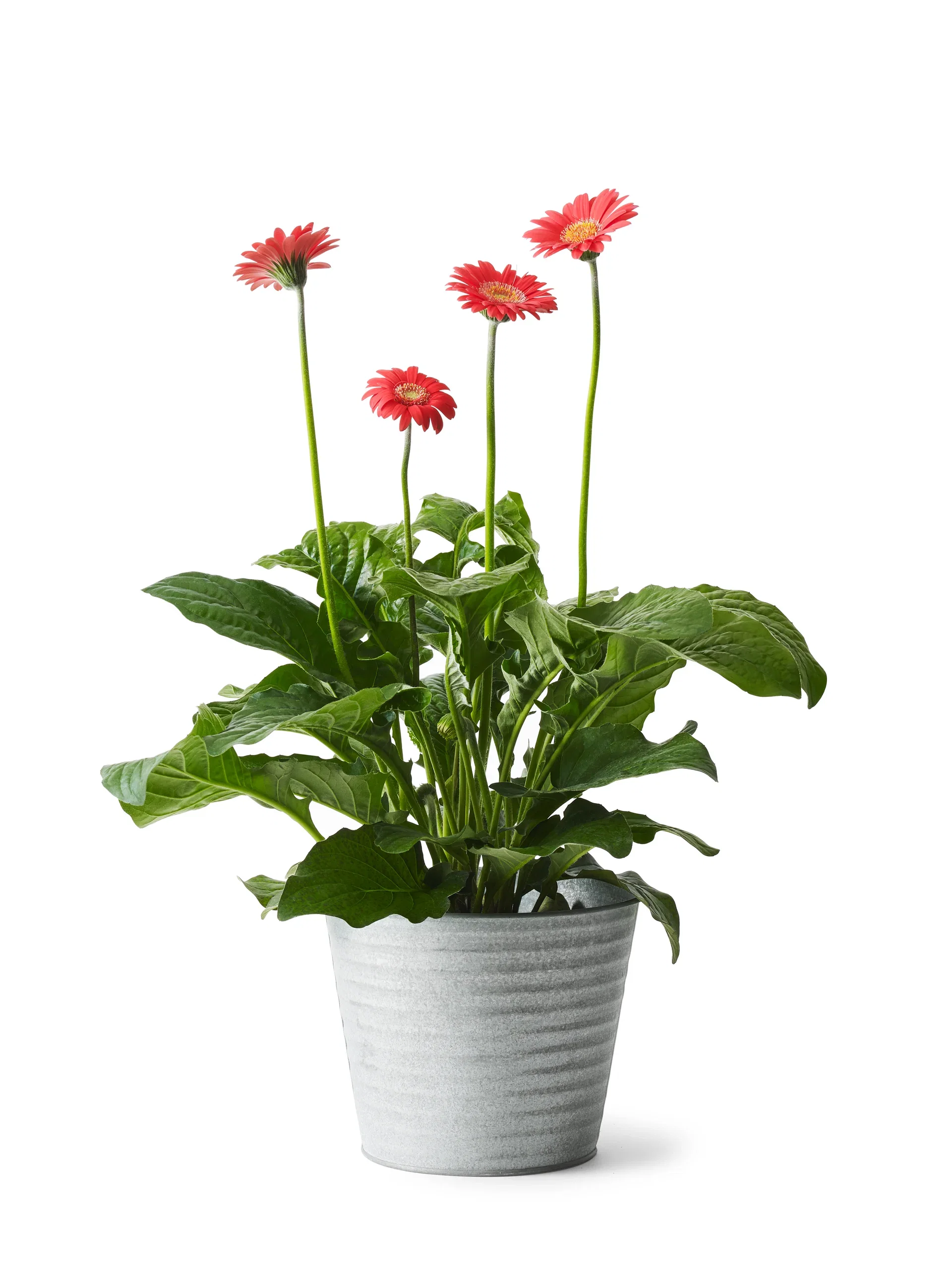 Crewe pot zinc D20 grey
