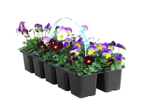 Pensé småblommig