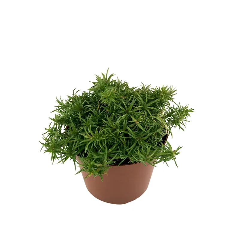 Phlox subulata 12cm