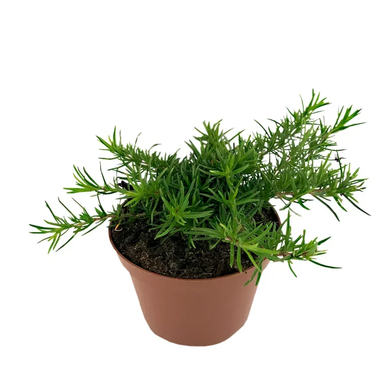 Phlox subulata 12cm