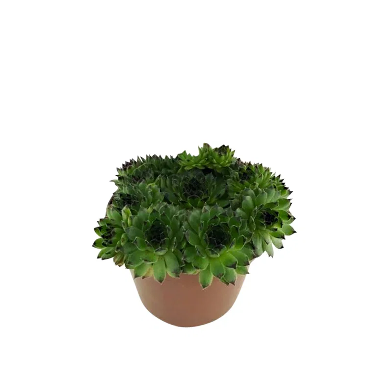 Sempervivum 12cm