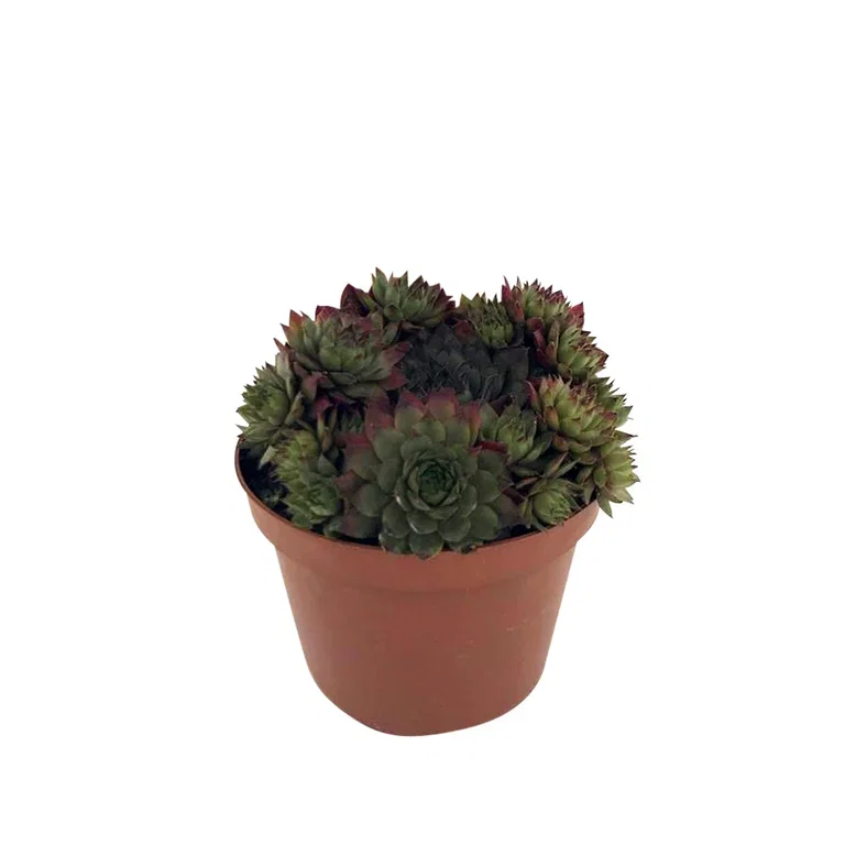Sempervivum 12cm