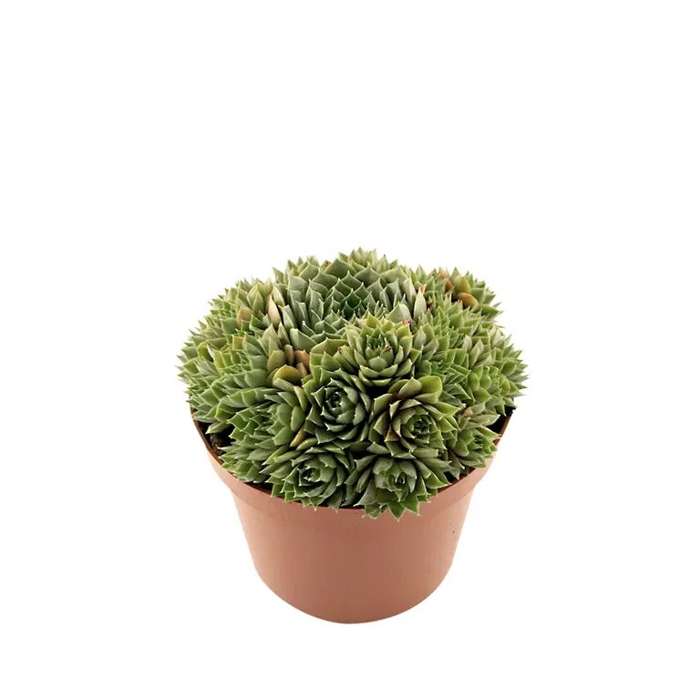 Sempervivum 12cm