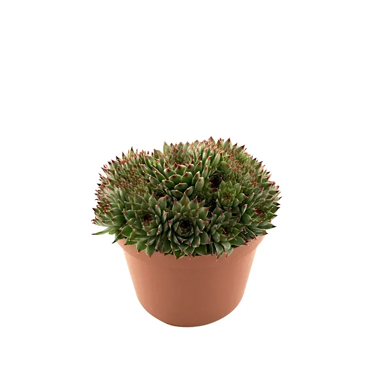 Sempervivum 12cm