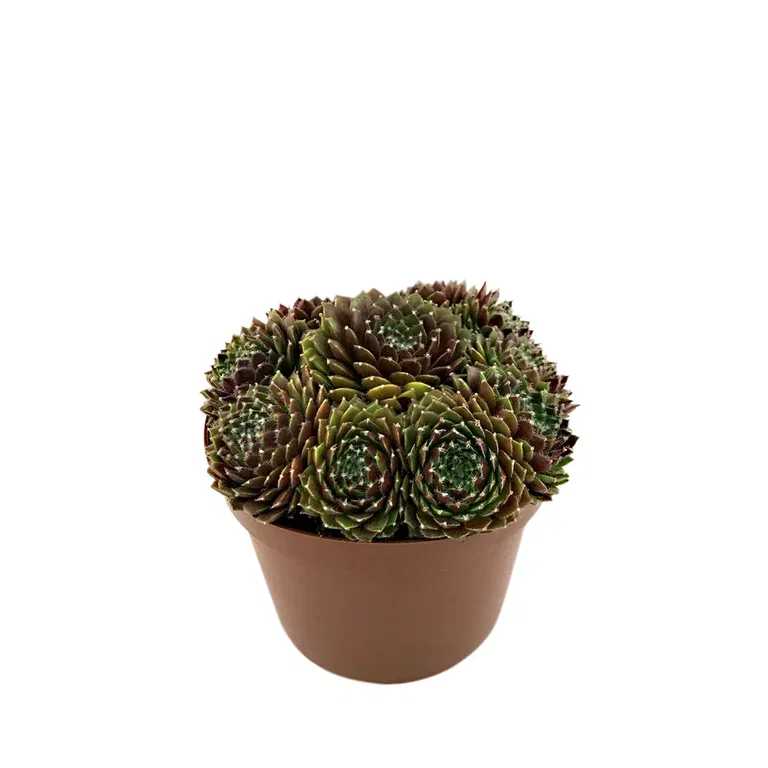 Sempervivum 12cm
