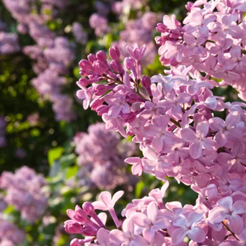 Syringa vulgaris 'Amethyst' 40-60cm 23cm
