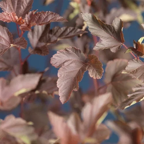 Smällspirea 'Diabolo'
