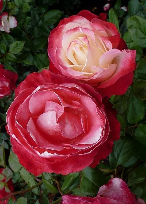 Rosa 'Nostalgie' 7L