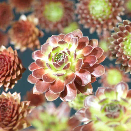 Sempervivum mix 6-pack