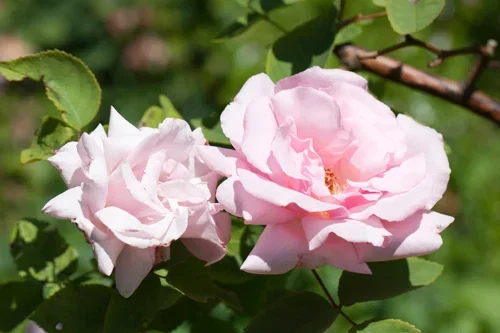 Rosa 'Maidens  Blush' 3L