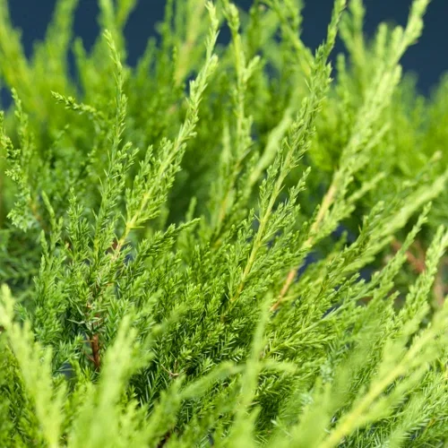 Juniperus x pfitzeriana 'Mint Julep' 40-50cm 22cm