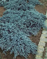 Himalaya-en 'Blue Carpet'