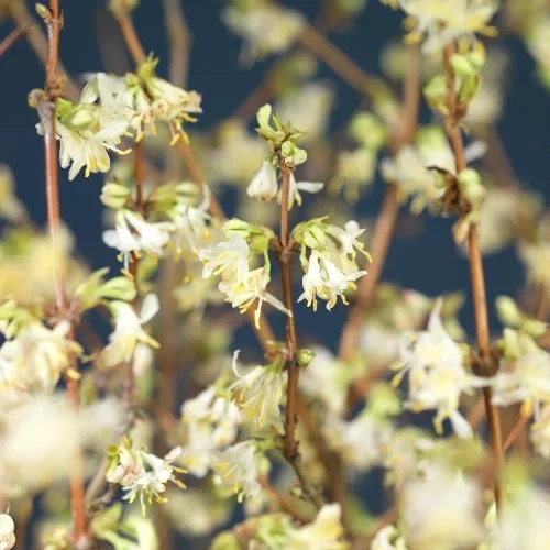 Lonicera coerulea 'Kirke'