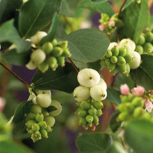 Symphoricarpos x doorenbosii 'White Hedge' 4,5L