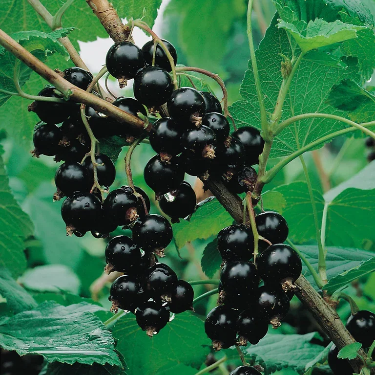 Ribes nigrum 'Kristin' 4,5L