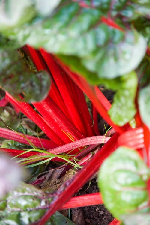 Rheum rhabarbarum 'Victoria'