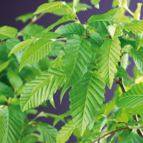 Carpinus betulus 4,5L