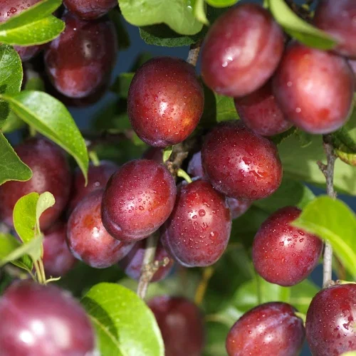 Plommon 'Victoria' E St.Jul.A