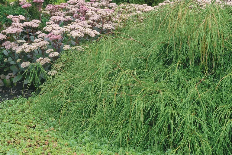 Trådcypress 'Filifera Nana'