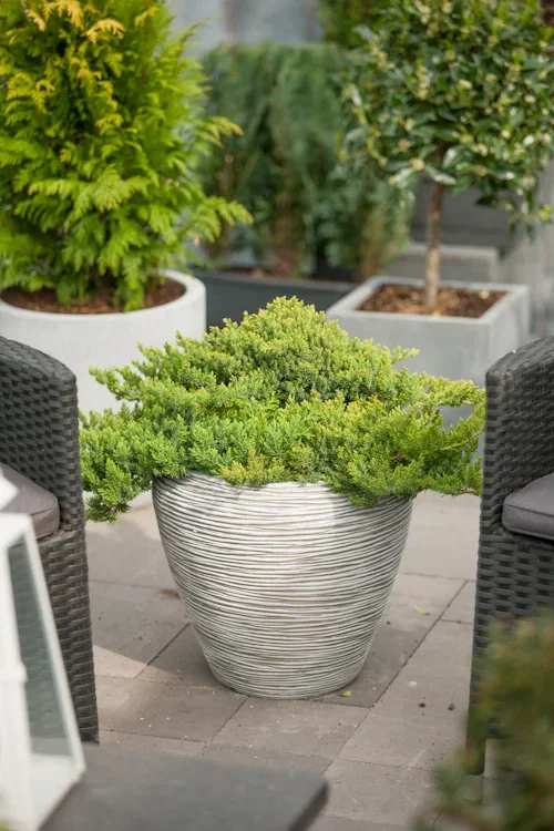 Japansk kryp-en 'Nana'