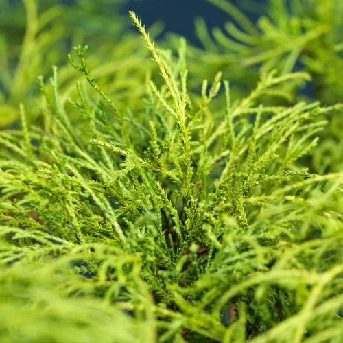 Trådcypress 'Filifera Nana'